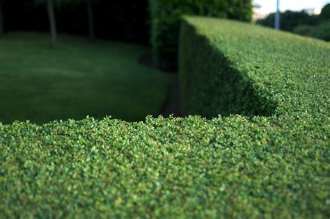 10 Best Evergreens for Hedges and Privacy Screens 